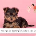 Yorkie Skin Care Essential Tips