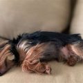 Yorkie Sleep Pattern Guide