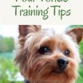 Yorkie Sleep Training Success Tips