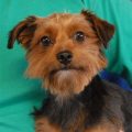 Yorkie Small Dog Rescue