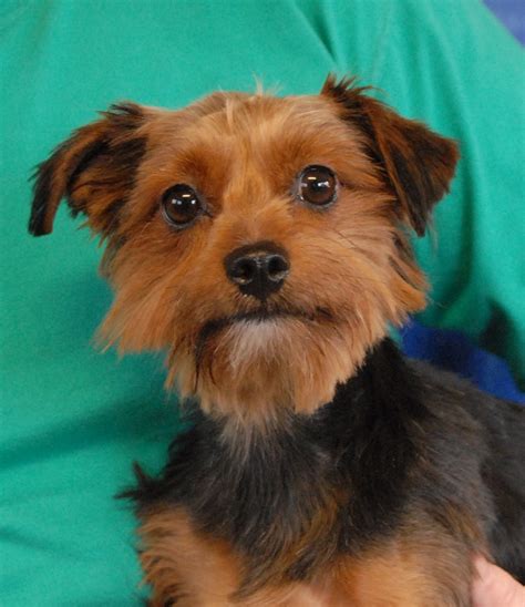 Yorkie Small Dog Rescue