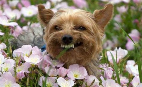 Yorkie Smile