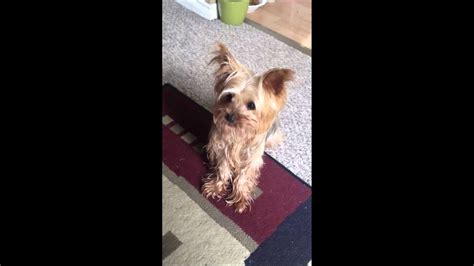 Yorkie Sneezing