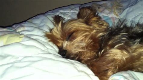 Yorkie Snores