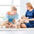 Yorkie Socialization Timeline Guide