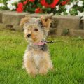 Yorkie Standard Poodle Mix