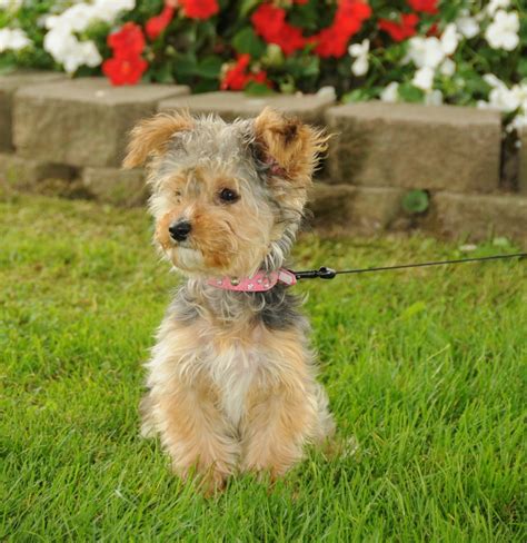 Yorkie Standard Poodle Mix