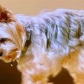 Yorkie Tail Docking Facts Guide