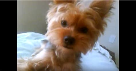 Yorkie Talking