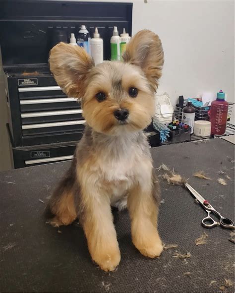 Yorkie Teddy Bear Face Cut