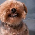 Yorkie Teeth