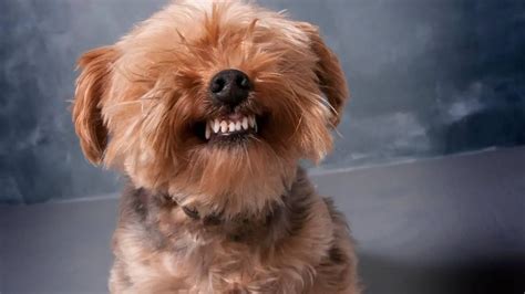 Yorkie Teeth Problems