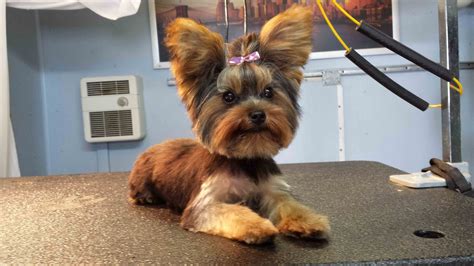 Yorkie Terrier Hair Cuts