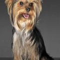 Yorkie Terrier Long Hair