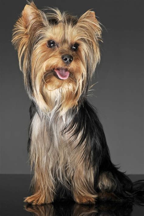 Yorkie Terrier Long Hair