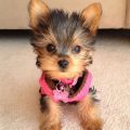 Yorkie Terrier Mini