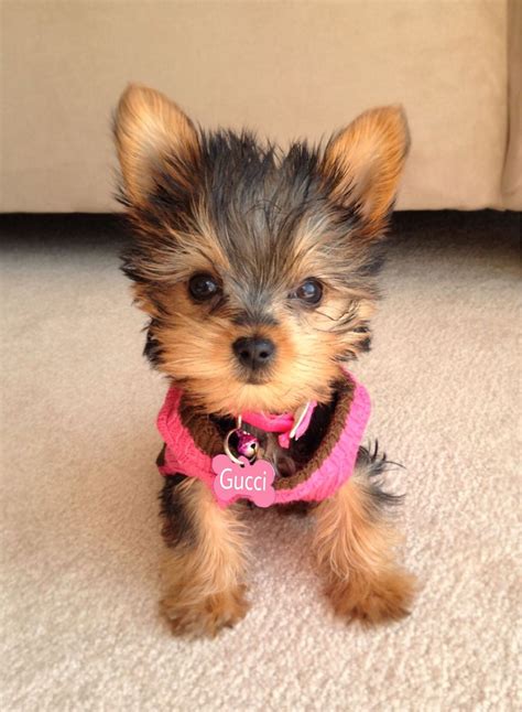 Yorkie Terrier Mini