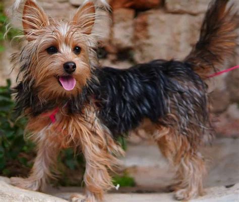 Yorkie Terrier Mix Breeds