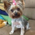 Yorkie Terrier Mix Haircuts