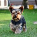 Yorkie Terrier Pictures