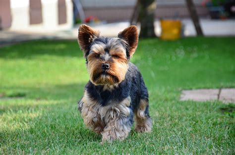 Yorkie Terrier Pictures