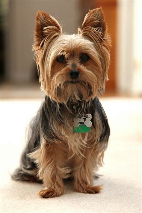 Yorkie Terrier Puppy Cut