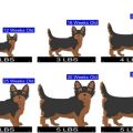 Yorkie Terrier Size Chart