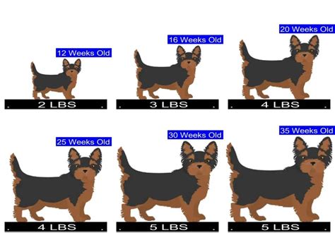 Yorkie Terrier Size Chart