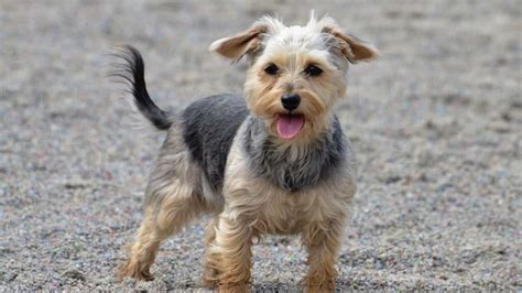 Yorkie Terrier Tail