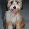 Yorkie Tibetan Terrier Mix