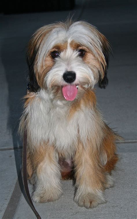 Yorkie Tibetan Terrier Mix