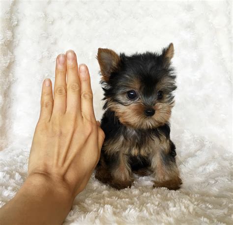 Yorkie Tiny