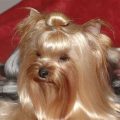 Yorkie Top Knot