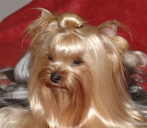 Yorkie Top Knot