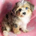 Yorkie Toy Aussie Mix