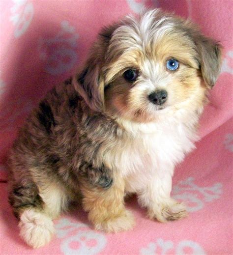 Yorkie Toy Aussie Mix