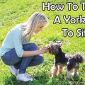 Yorkie Training: Patience and Persistence