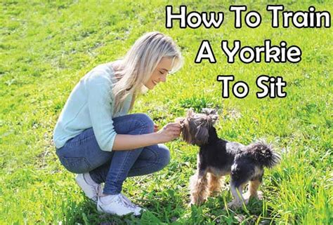 Yorkie Training: Patience and Persistence