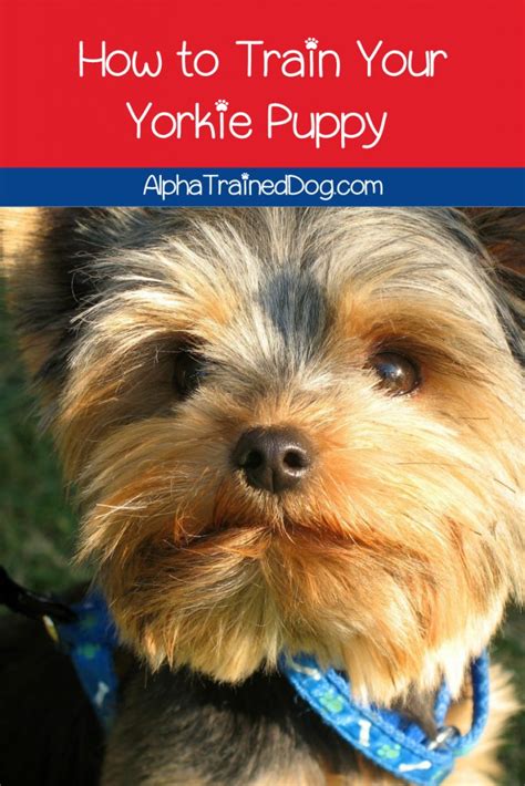 Yorkie Training: Reward-Based Techniques