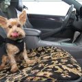 Yorkie Travel Safety Tips