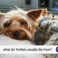 Yorkie Tremors