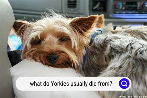 Yorkie Tremors