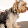 Yorkie Vaccination Schedule Guide