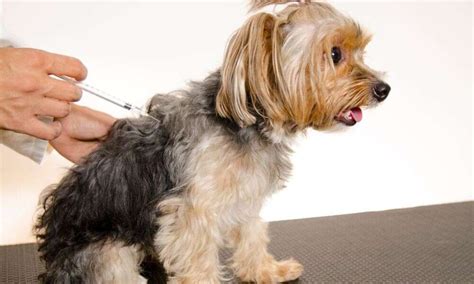 Yorkie Vaccination Schedule Guide