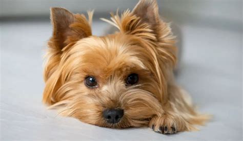 Yorkie Vaccines: Complete Schedule