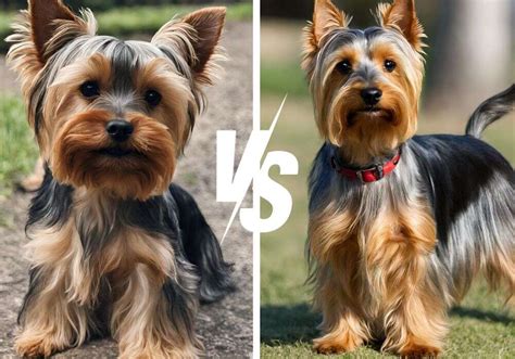 Yorkie Vs Silky Pictures