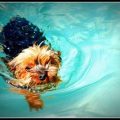 Yorkie Water Safety Guide