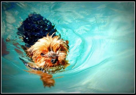 Yorkie Water Safety Guide