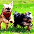 Yorkie Weight Management Tips