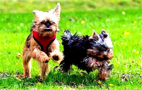 Yorkie Weight Management Tips